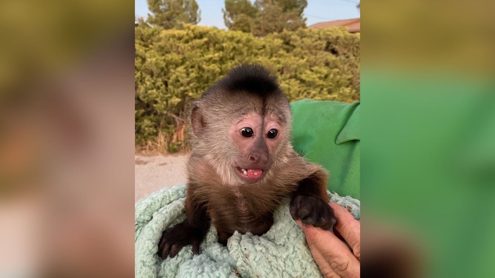Route, a Capuchin monkey at Conservation Ambassadors, spurred police officers to investigate the zoo's office after she accidentally called 911.