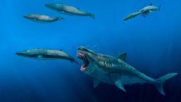 megalodon giant shark discovery