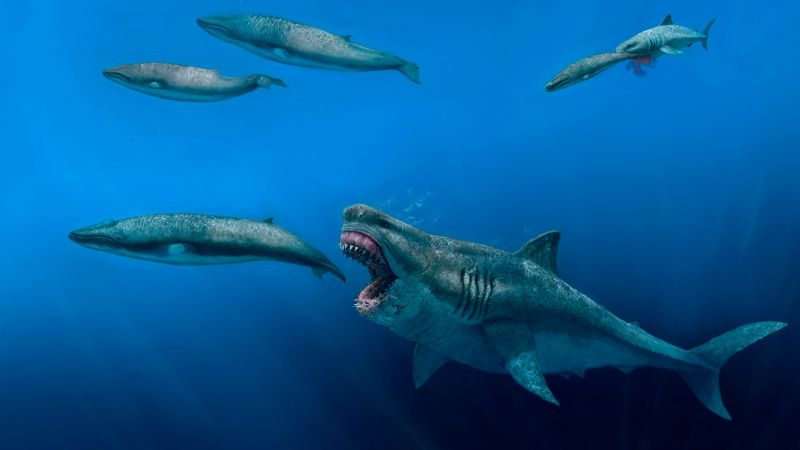과학자들은 멸종 된 슈퍼 포식자 메갈로돈이 범고래를 먹을만큼 충분히 컸습니다.