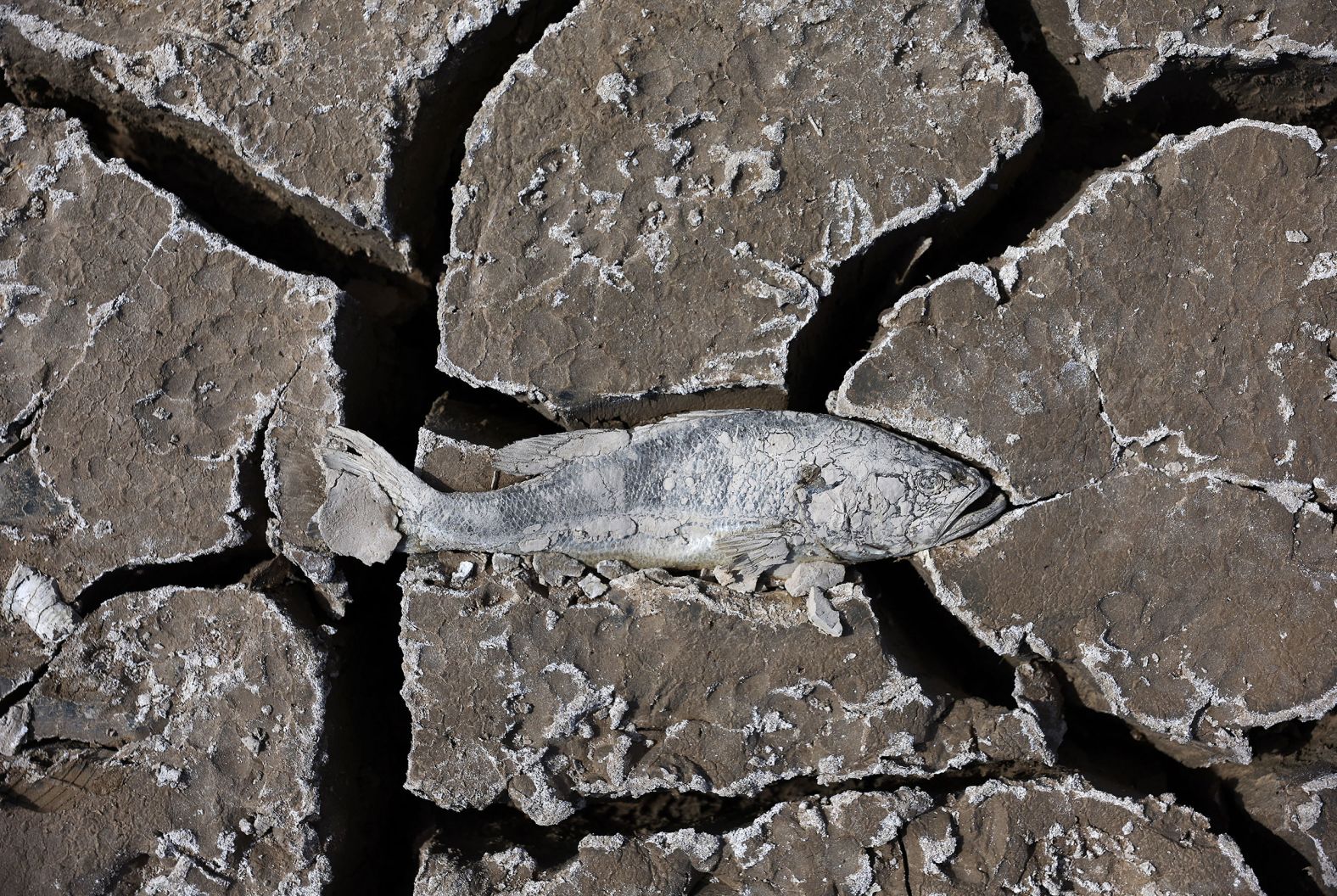 A dead fish lies on a section of dry lakebed along Lake Mead on May 9.