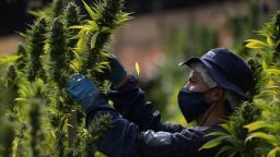 A worker checks marijuana plants at a legal cannabis plantation for medicinal purposes in Guatavita municipality, Cundinamarca department, Colombia on September 14, 2021. (Photo by Raul ARBOLEDA / AFP) (Photo by RAUL ARBOLEDA/AFP via Getty Images)