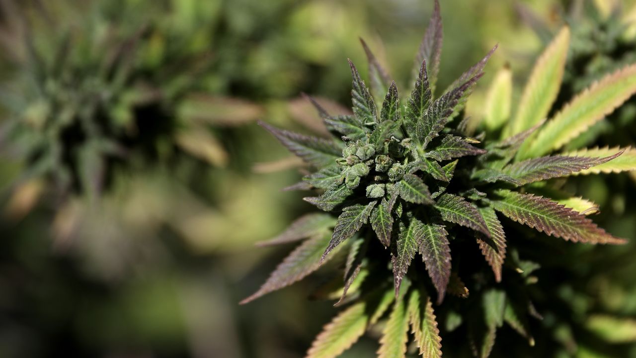 SAN FRANCISCO, CA - APRIL 20: A marijuana plant is displayed during a 420 Day celebration on 'Hippie Hill' in Golden Gate Park on April 20, 2018 in San Francisco, California. In the first year that marijuana is legal for recreational use in California, thousands of marijuana enthusiasts gathered in Golden Gate Park to celebrate 420 day, the de facto holiday for marijuana advocates, with large gatherings and 'smoke outs' in many parts of the United States. (Photo by Justin Sullivan/Getty Images)