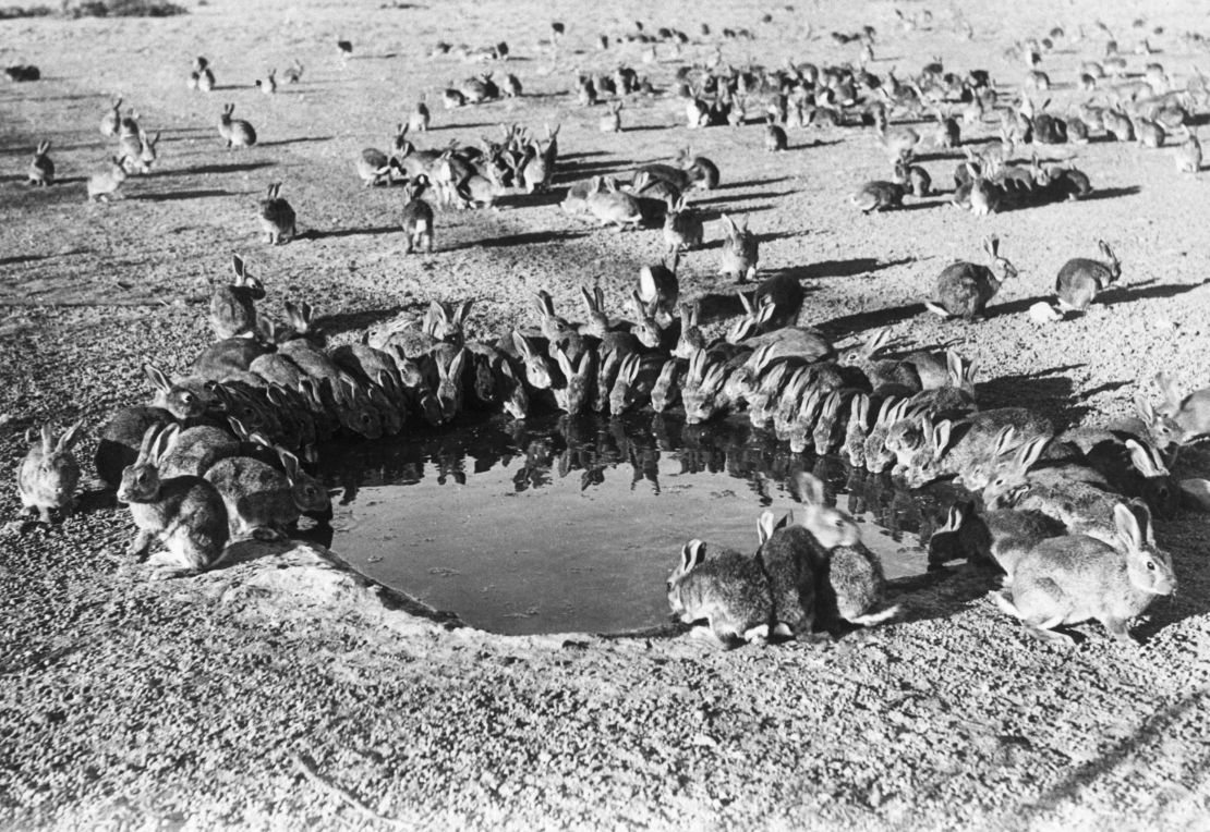Wild rabbits gather to drink.