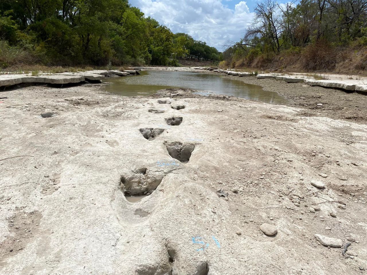 The dinosaur tracks date from around 113 million years ago.