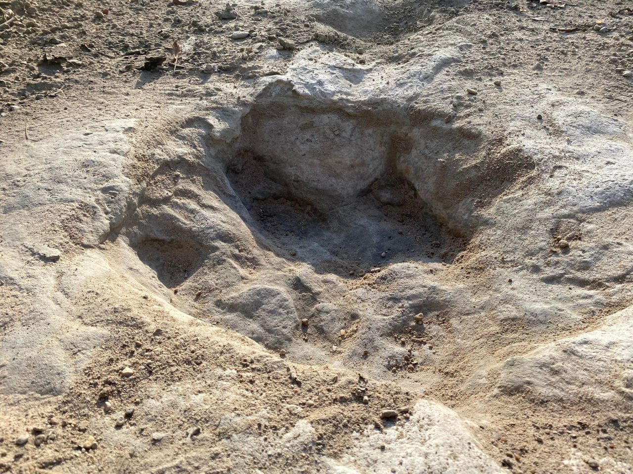 A close-up of the dinosaur tracks
