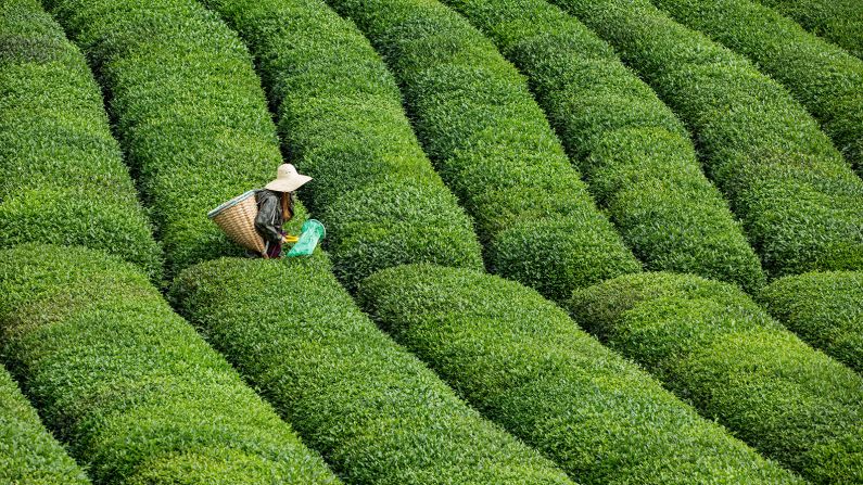 <strong>Popular product: </strong>There's clearly an appetite for turning over a new leaf: In 2021, Lazika processed about seven tonnes of hand-picked tea, but production has ramped up considerably and this year it's set to process 25 tonnes. <br />