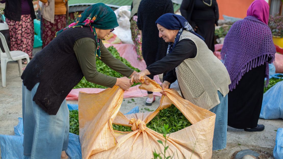 Turkey processed 275,000 tons of tea in 2021.