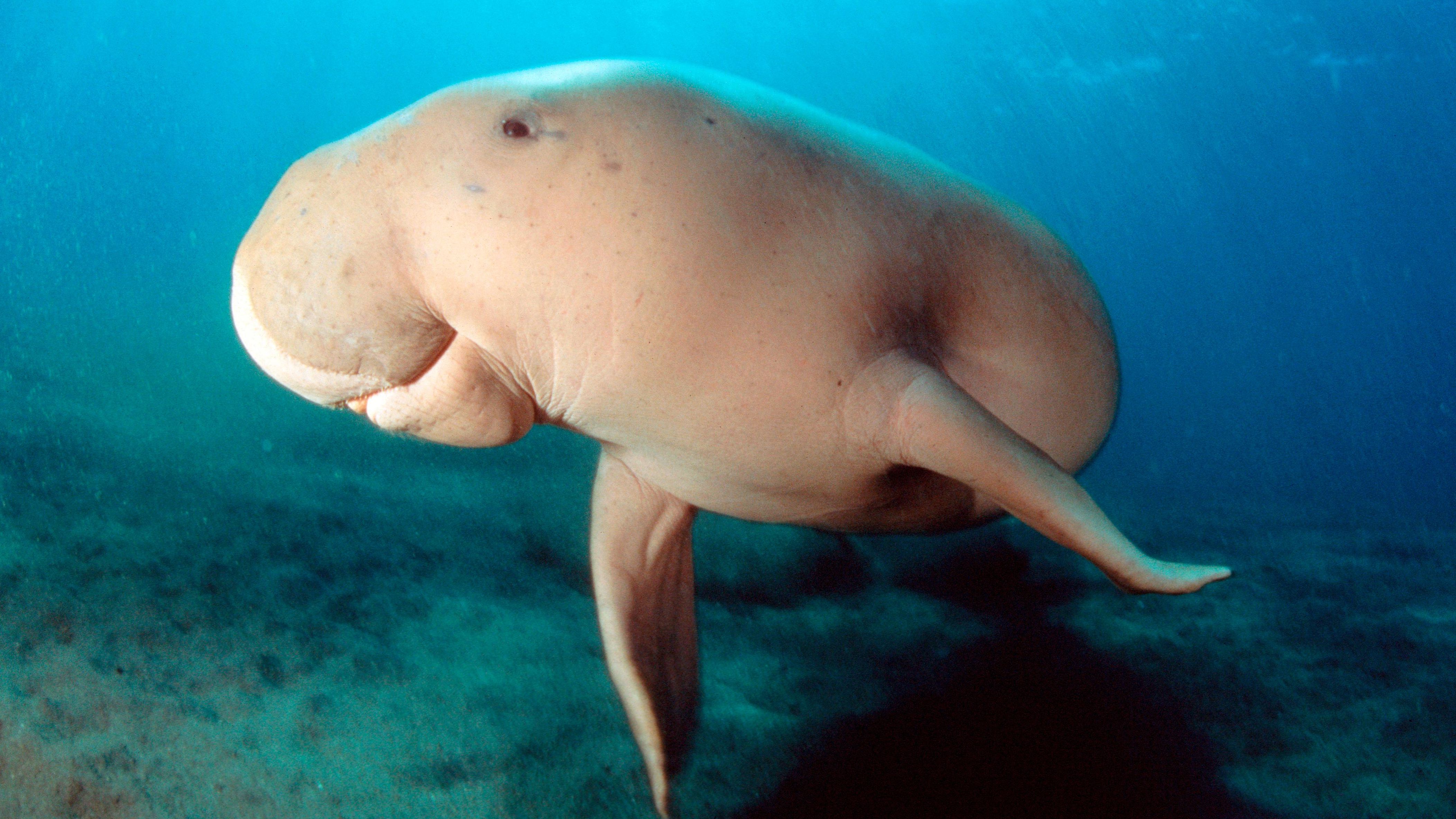 A dugong in Indonesian waters. The species is listed as vulnerable by the International Union for Conservation of Nature.