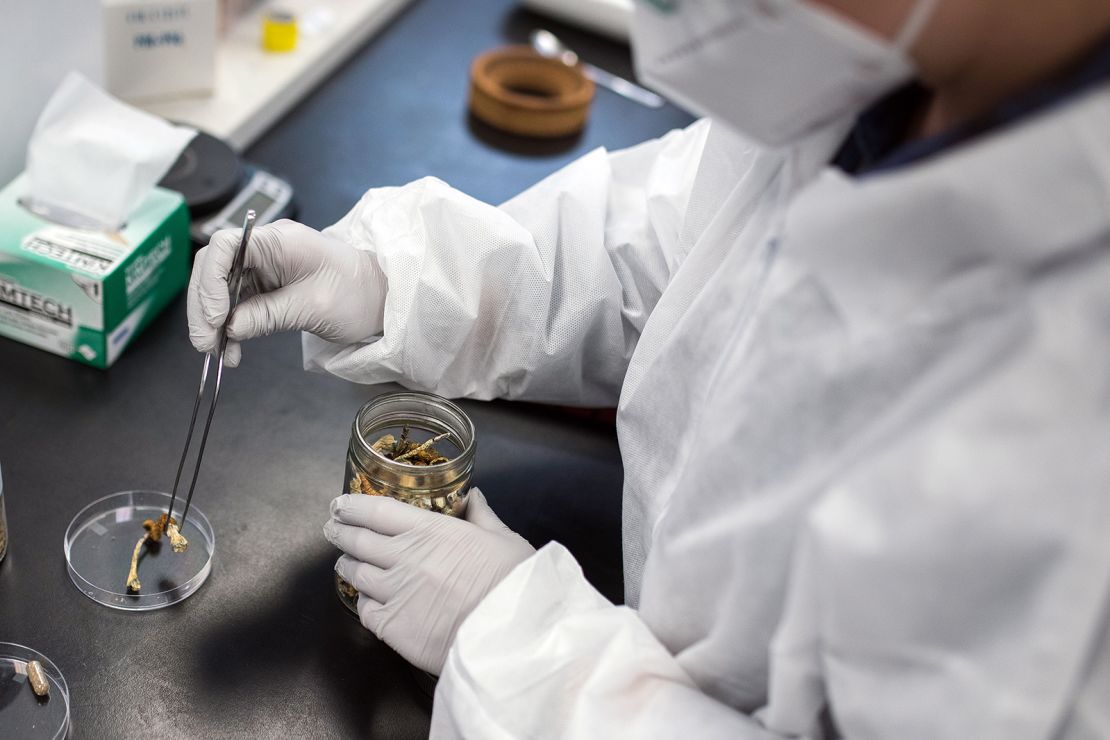 A laboratory researcher removes a psilocybin mushroom from a container.