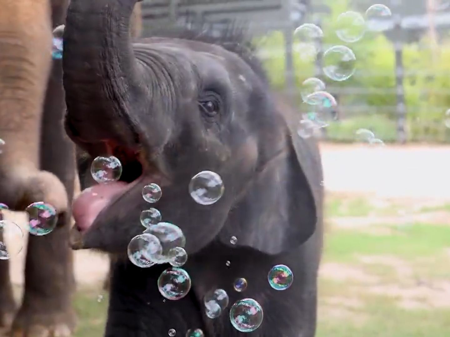 Stop what you're doing and watch this elephant play with bubbles | CNN