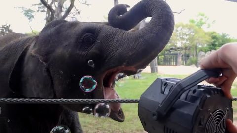 02 Baby Elephant Bubbles