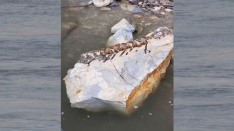 90 million year old fish fossiil