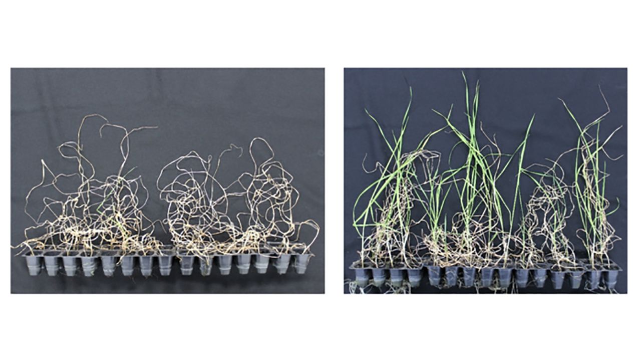Wheat specimens did not survive at high rates when soil was deprived of water (left), but those pretreated with with ethanol (right) fared much better.