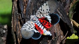 FILE - This Sept. 19, 2019, file photo, shows a spotted lanternfly at a vineyard in Kutztown, Pa. Pennsylvania has started using insecticide on spotted lanternflies, a new strategy that state officials are using in an attempt to slow the spread of the invasive pest. Crews using backpack sprayers and truck-mounted spray equipment are spraying the bugs along railways, interstates and other transportation rights-of-way, the state Agriculture Department said Friday, May 28, 2021.  (AP Photo/Matt Rourke, File)
