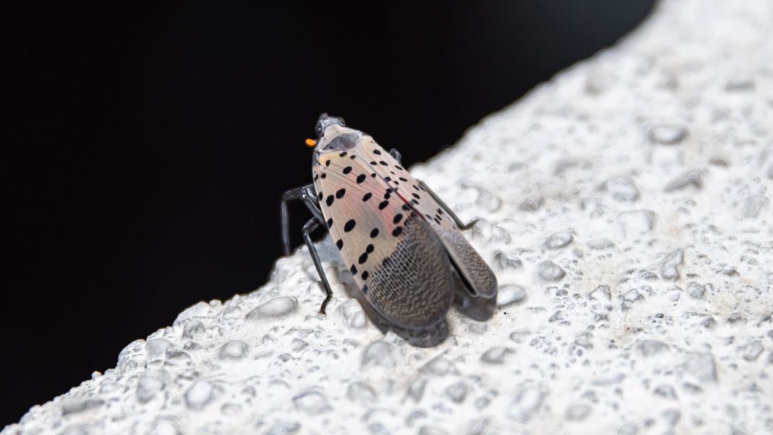 A lanternfly is seen on the rooftop of an apartment building in New York City in 2022. 