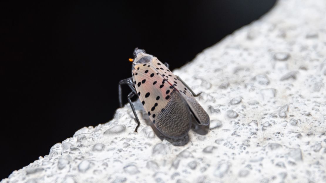 A lanternfly is seen on the rooftop of an apartment building in New York City in 2022.