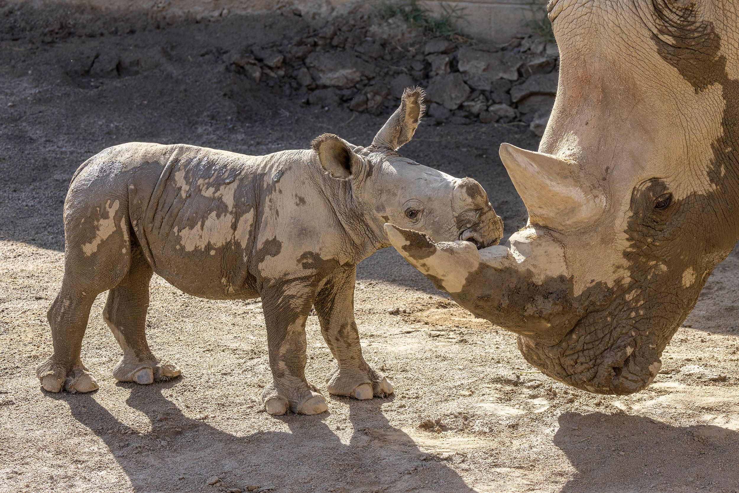 San Diego Zoo welcomes birth of white rhino calf | CNN