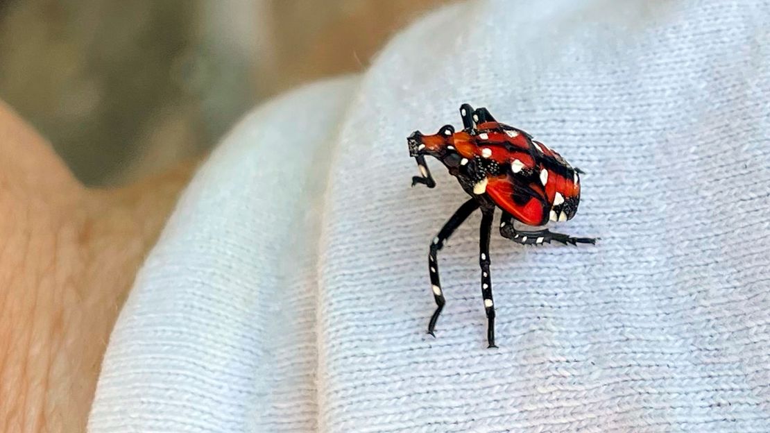 A spotted lanternfly is shown in an early developmental stage, called a nymphal instar, before it develops wings.
