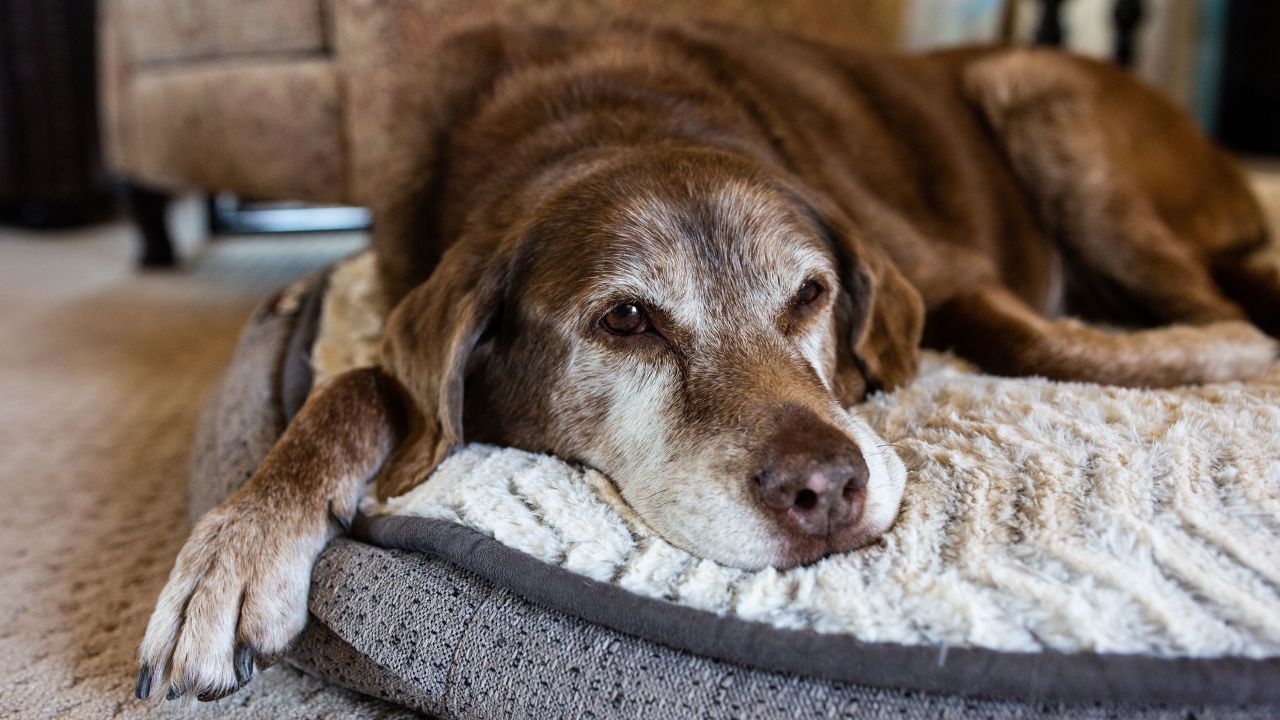 Doggie dementia risk rises each year after age 10, study finds. Here's ...