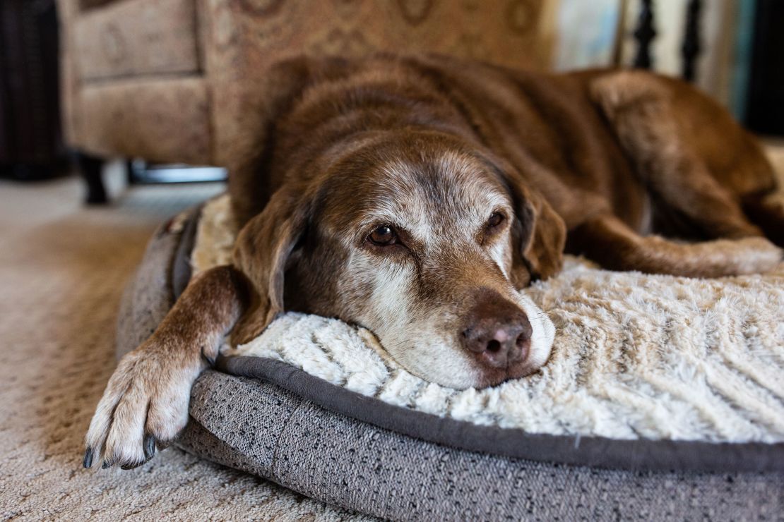 Older dogs with dementia can lose their vest for play and suffer sleep issues, experts say.