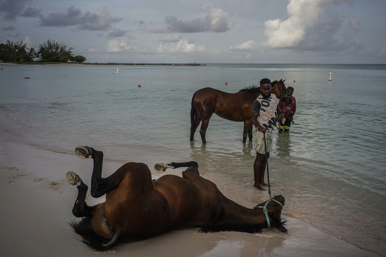 A horse from the Garrison Savannah Racetrack rolls around on the beach during its daily swim and bath near Bridgetown, Barbados, on Monday, August 22.