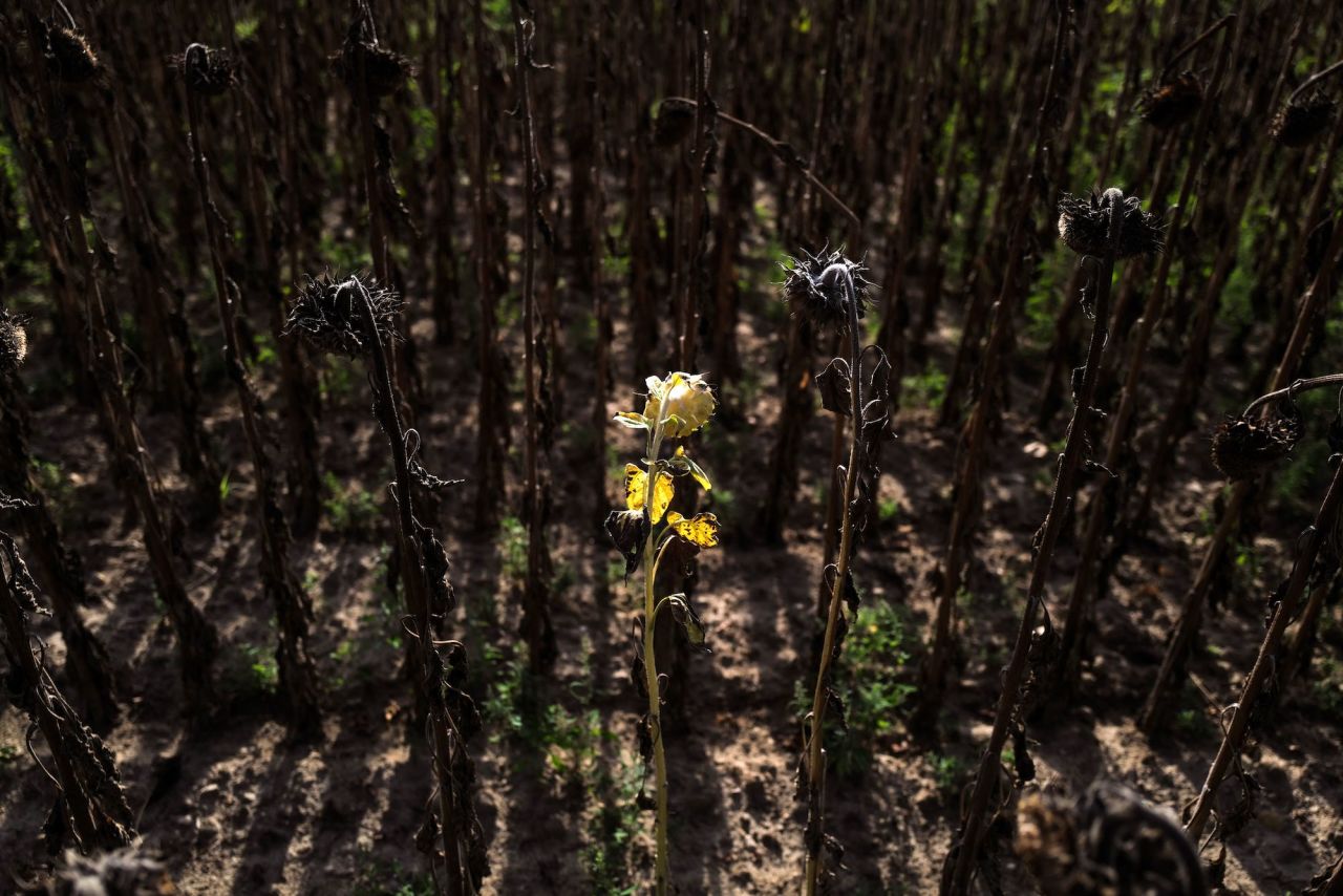 Withered sunflowers stand in a field near Lyon, France, on Wednesday, August 24. Last month, France experienced <a href="https://www.cnn.com/2022/08/01/europe/france-uk-driest-july-intl-gbr/index.html" target="_blank">its driest July since 1959.</a>