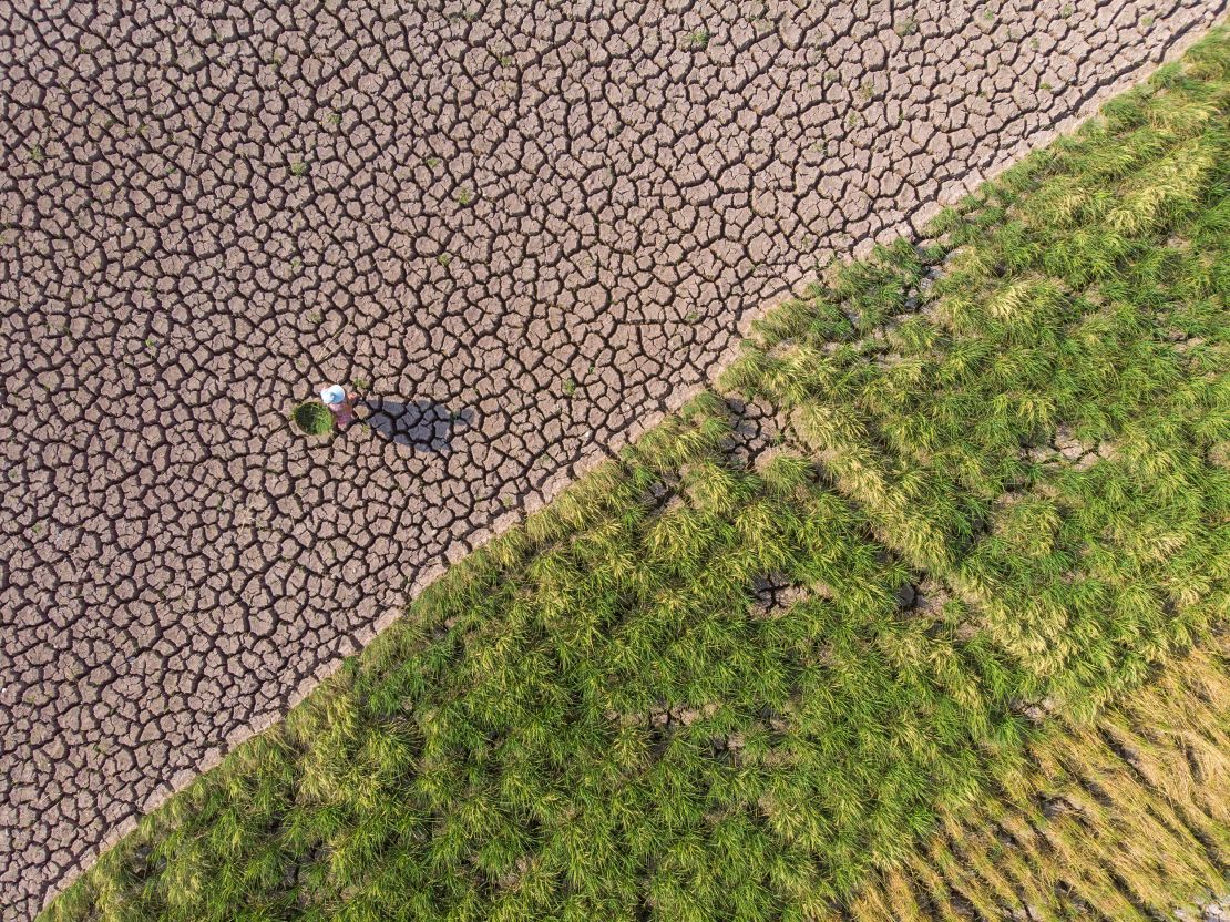 A villager walks in a cracked paddy field amid a severe drought in Neijiang, Sichuan province.