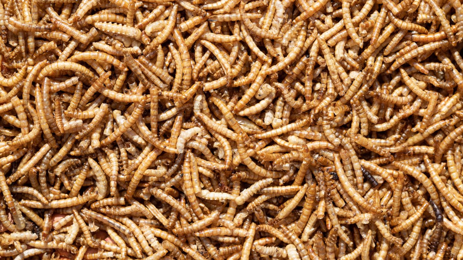 Mealworms cooked in sugar may be the perfect ingredient for carnivores and others looking for meaty, protein-rich, and sustainable seasoning, according to research by a team of Korean scientists.