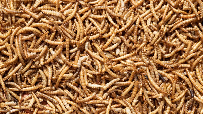 Mealworm seasoning: Scientists explore creepy-crawly flavoring to ...