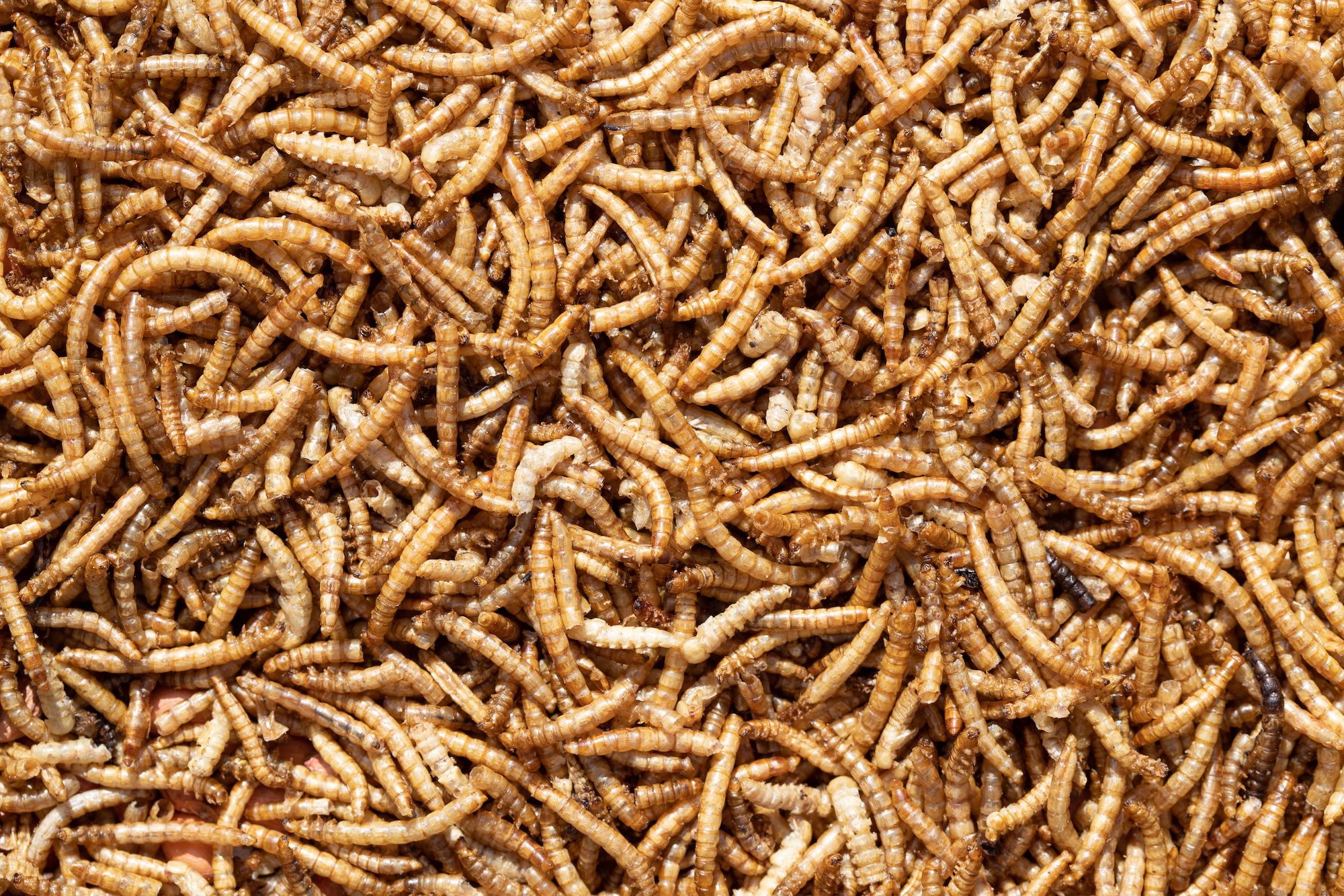 Munching on Mealworms: The Next Meat-Alternative Snack?