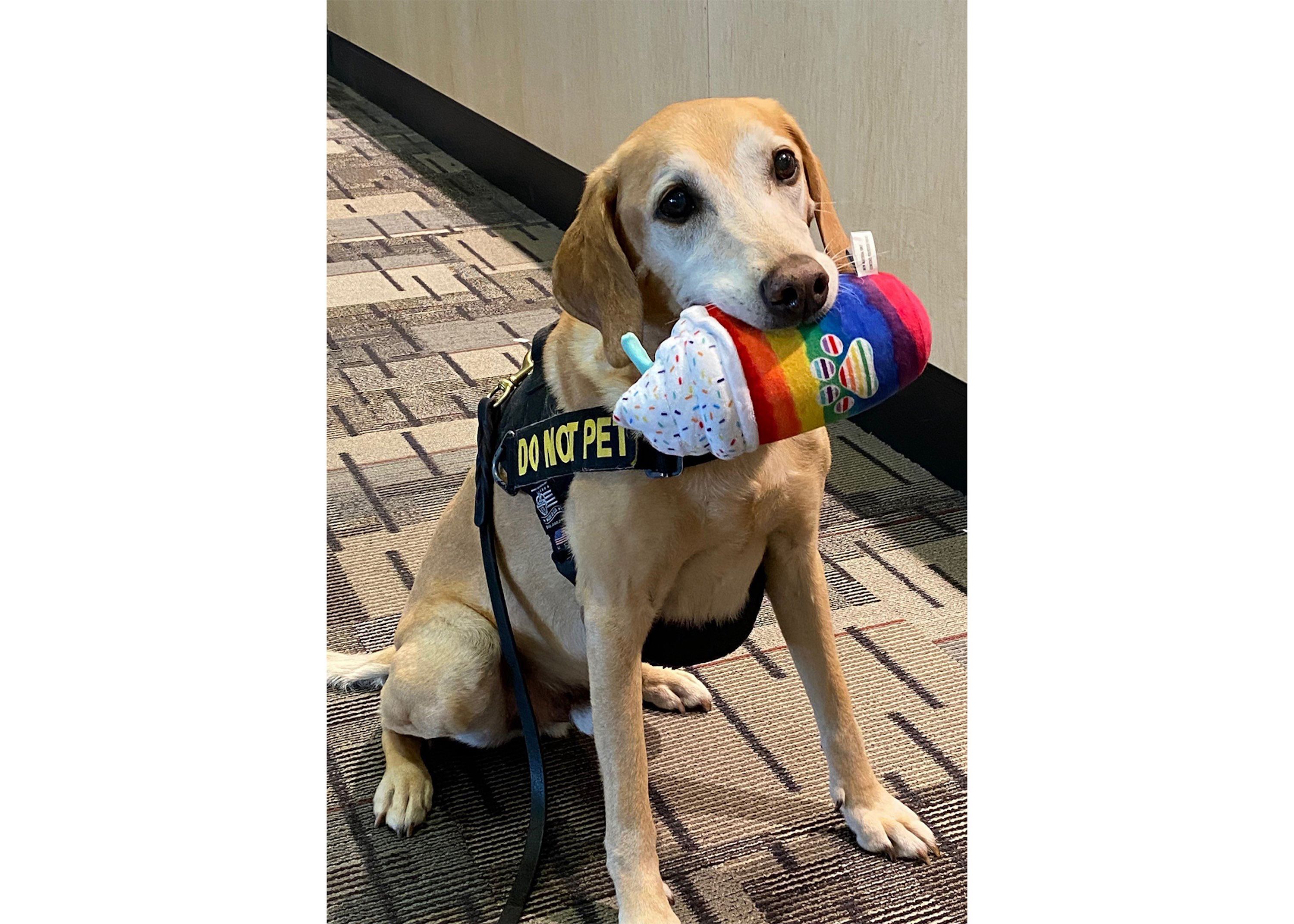 Adorable alert: Pets showing off their football, Super Bowl gear