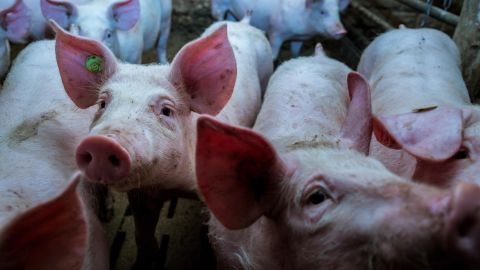 Pigs in a factory farm in Germany.