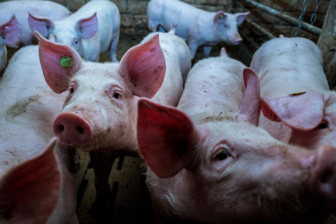 Pigs in a factory farm in Germany.