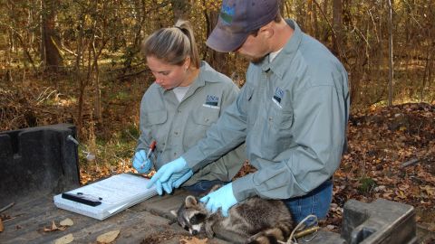 Wildlife Services rabies biologists take a tissue sample from an anesthetized raccoon. The test will determine whether or not this animal ingested enough rabies vaccine to be protected. Baiting rabies vaccines is part of Wildlife Services' National Rabies Management Program.