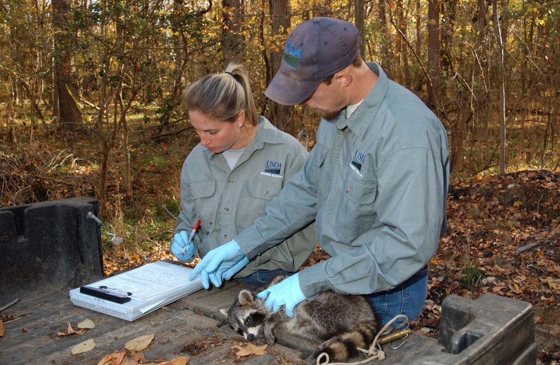 Wildlife Services rabies biologists take a tissue sample from an anesthetized raccoon. The test will determine whether or not this animal ingested enough rabies vaccine to be protected. Baiting rabies vaccines is part of Wildlife Services' National Rabies Management Program.