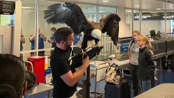 A bald eagle, held by his handler, went through TSA at the Charlotte, North Carolina airport.