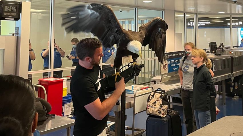 A bald eagle, held by his handler, went through TSA at the Charlotte, North Carolina airport.