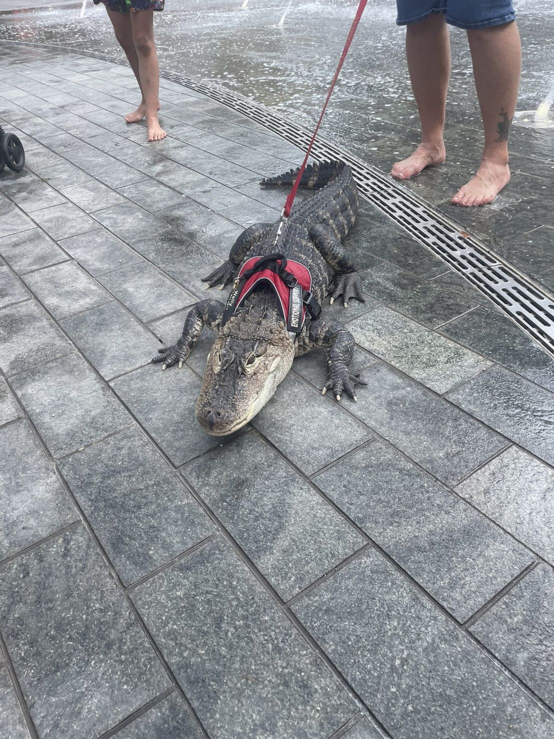 Emotional support alligator wanders around Love Park in Philadelphia