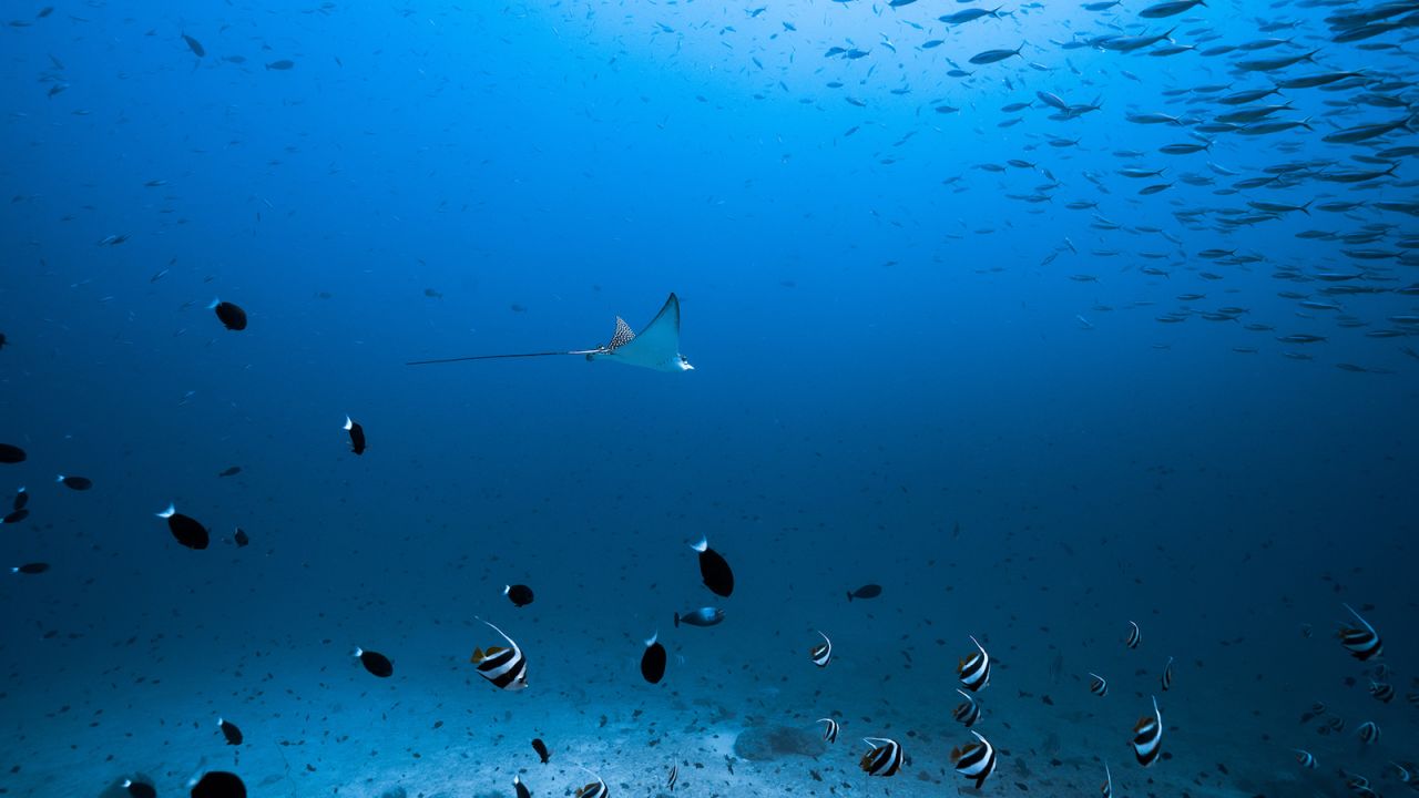 <strong>Rising seas: </strong>A manta ray floats above fish in a photo taken earlier this year in Vakkuru, Maldives. According to Nekton, the Maldives is 99% ocean and just 1% land, sitting about 1.5 meters above the sea on average. As a result, the nation faces a growing threat from the rising seas. 