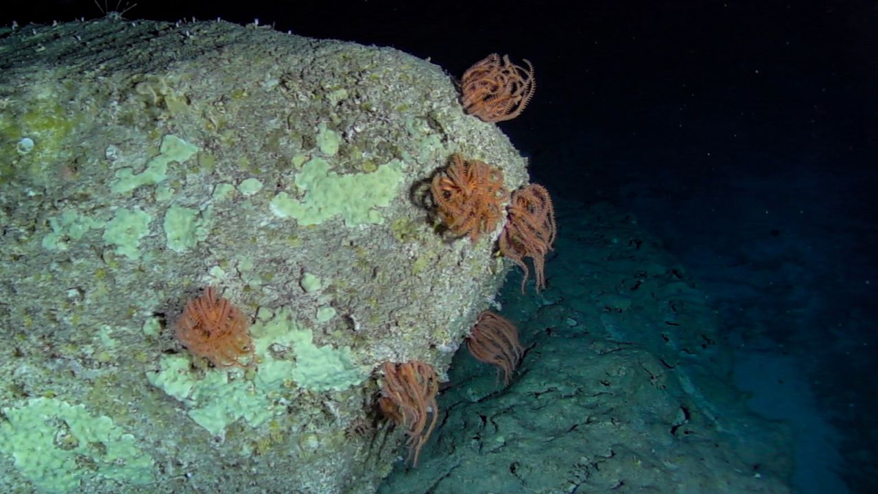 <strong>Below scuba depth: </strong>Feather stars cling to deep sea rock, photographed during Nekton's First Descent Seychelles Expedition in 2019 -- the first systematic survey below scuba depth in Seychelles. Nekton researchers hope government officials, armed with more knowledge of what their country's waters contain, can better protect what lives there and safeguard the environment those species inhabit. 