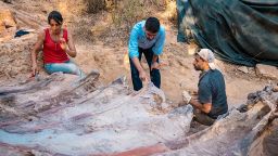 The excavation campaign at the Monte Agudo paleontological site (Pombal, Portugal) resulted in the extraction of part of the fossilized skeleton of a large sauropod dinosaur.