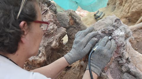 يسلط البحث الضوء على أهمية السجلات الأحفورية للفقاريات في منطقة بومبال البرتغالية.
