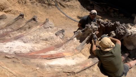 dinosaur bones discoverd in europe