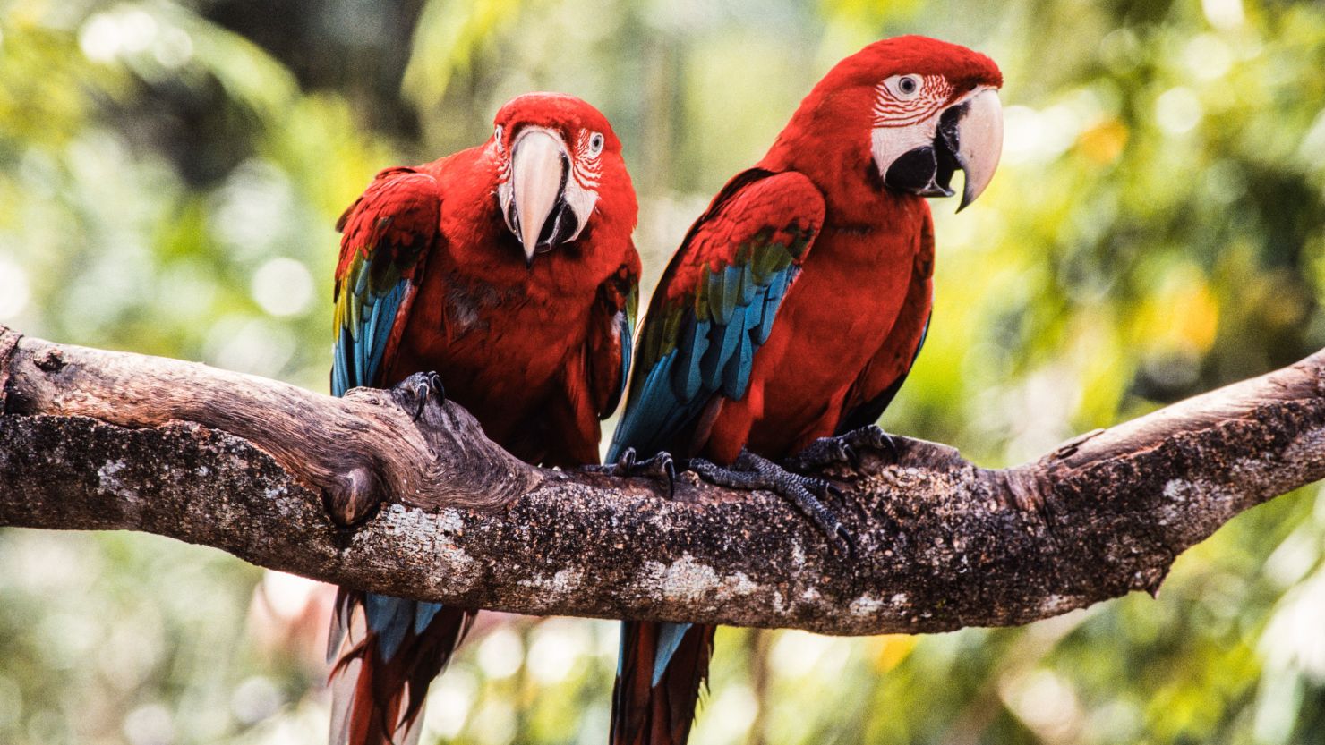 Macaws in the Jurong Bird Park in Singapore.
