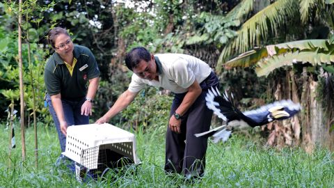 An Oriental Pied Hornbill flies after its release into the wild