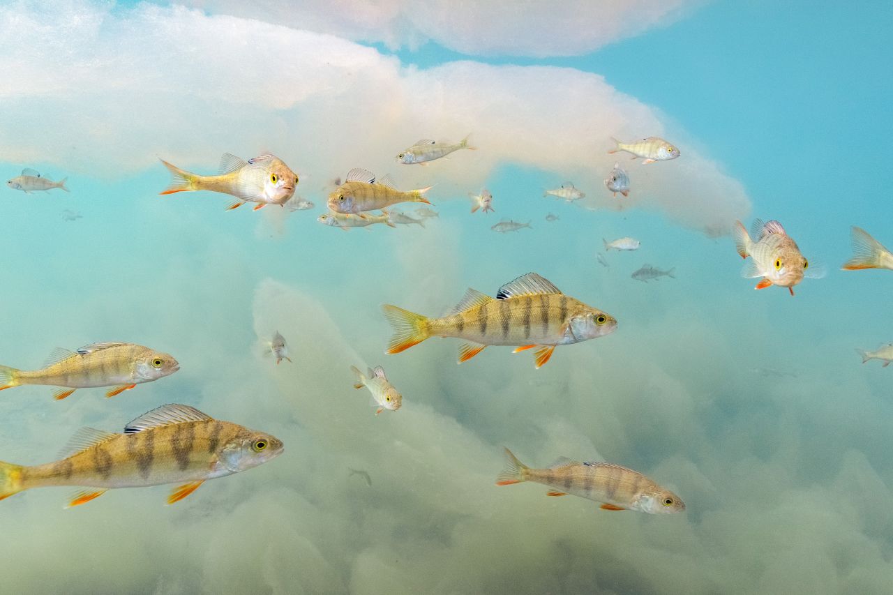 Tiina Törmänen met a school of European perch on her annual lake snorkel in Finland. She framed the orange-finned fish flying through clouds of algae. Although beautiful, excessive algal growth is a result of climate change and warming waters and can cause problems for aquatic wildlife.