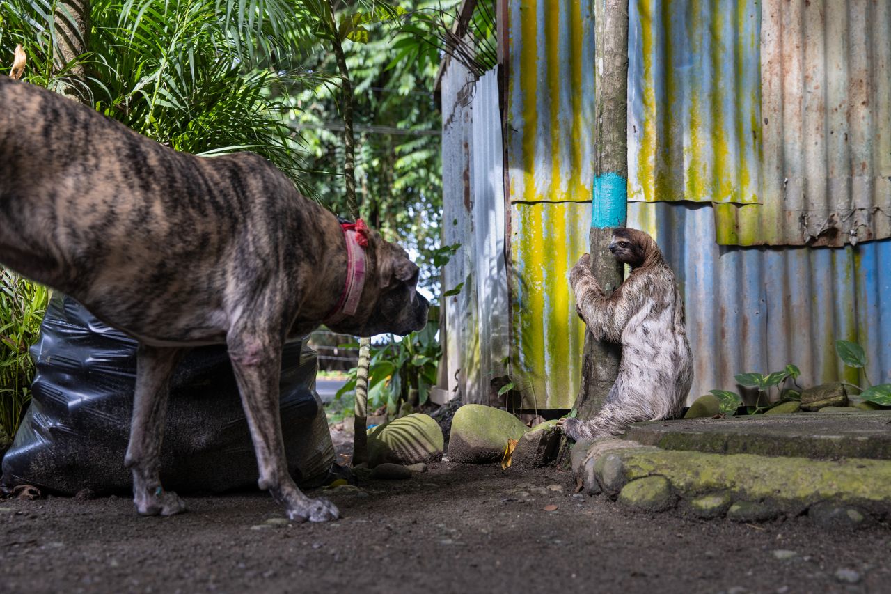 US photographer Suzi Eszterhas captures an encounter between a brown-throated sloth and a dog in Costa Rica. Having taken part in a sloth-safety training program, the dog simply sniffed it. Sloths live in trees and rarely descend but have been forced in to urban areas by habitat loss.