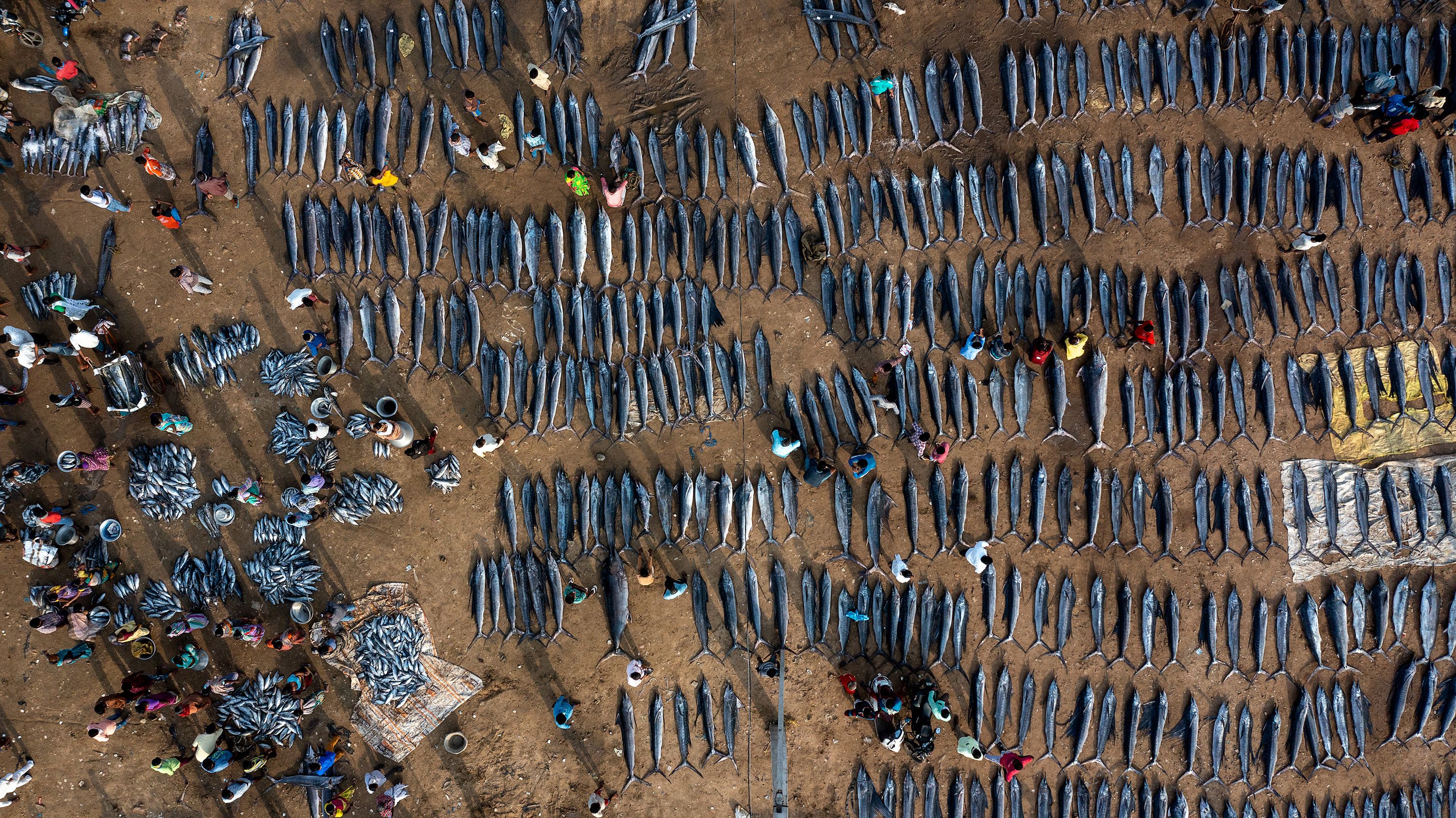 Srikanth Mannepuri takes a sobering look at the scale of unsustainable fishing in Andhra Pradesh, India. Mannepuri was shocked to see so many recently caught marlin and sailfish at a fish market in one morning. He used a drone to take the image from a bird's-eye view. Sailfish and marlin are top ocean predators essential to ecosystems.