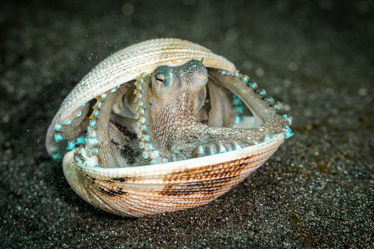 Samuel Sloss was highly commended in the 15 to 17-year-old category for his image of a coconut octopus peeking out from a clam shell. He shot the image while muck diving in Sulawesi, Indonesia. The octopus shut the lid of the shell when Samuel approached, but then slowly opened it, revealing colors and coils.