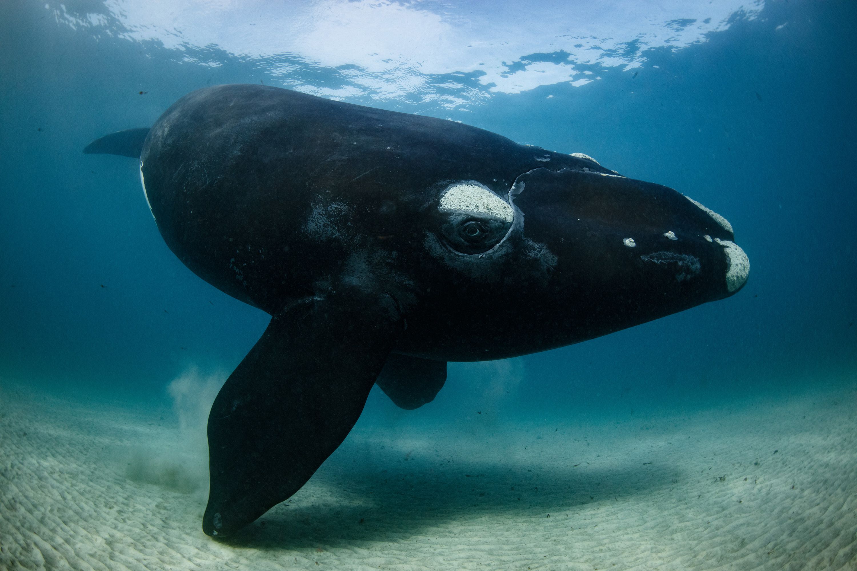 Richard Robinson's main challenge was to swim far enough from the curious whale calf to photograph it. Now protected, New Zealand's southern right whales, known as 'tohorā' in Māori, were hunted to near extinction by European whalers in the 1800s, then by Soviet whalers in the 1900s.